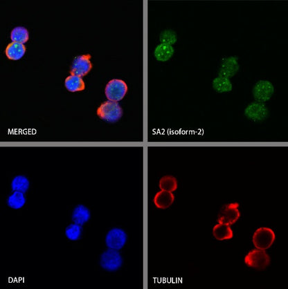 SA2 (isoform-2) Recombinant Rabbit mAb (S-1461-231)