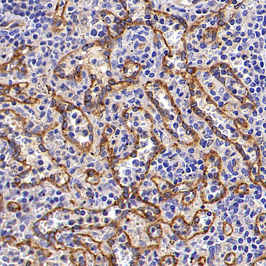 ICAM2/CD102 Rabbit Polyclonal Antibody