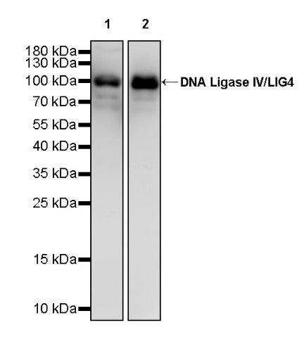 DNA Ligase IV/LIG4 Recombinant Rabbit mAb (S-2237-118)