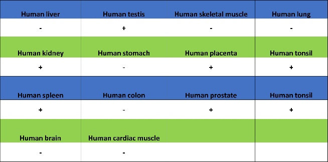 SMARCAL1 Recombinant Rabbit mAb (S-2110-328)