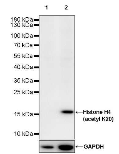 Histone H4 (acetyl K20) Recombinant Rabbit mAb (S-846-491)