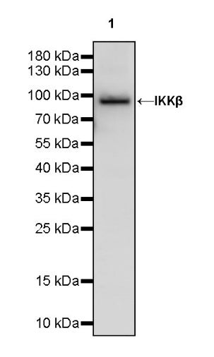 IKKβ Recombinant Rabbit mAb (S-1147-227)