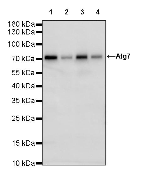 Atg7 Recombinant Rabbit mAb (S-R302)