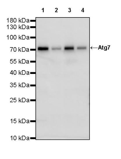 Atg7 Recombinant Rabbit mAb (S-R302)