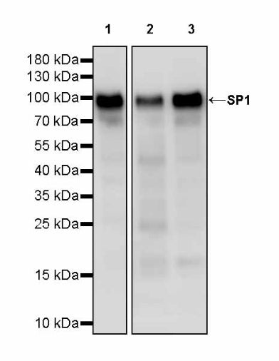 SP1 Recombinant Rabbit mAb (S-3073-71)