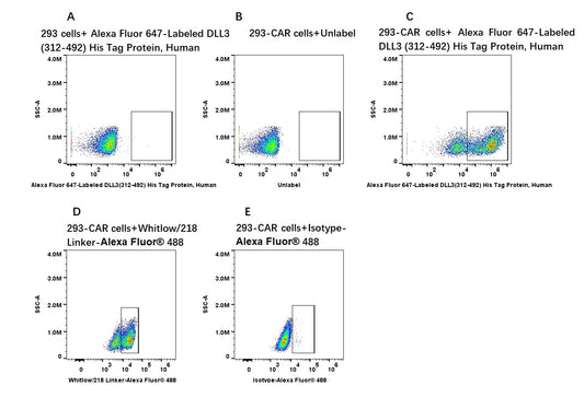 Alexa Fluor 647-Labeled DLL3(312-492) His Tag Protein, Human