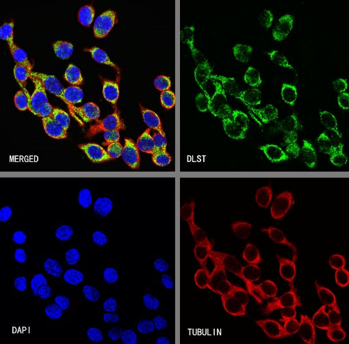 DLST Recombinant Rabbit mAb (S-2283-10)