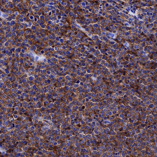 CD48 Recombinant Rabbit mAb (S-1515-9)