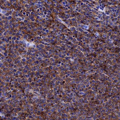 CD48 Recombinant Rabbit mAb (S-1515-9)