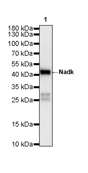 Nadk Recombinant Rabbit mAb (S-4113-65)
