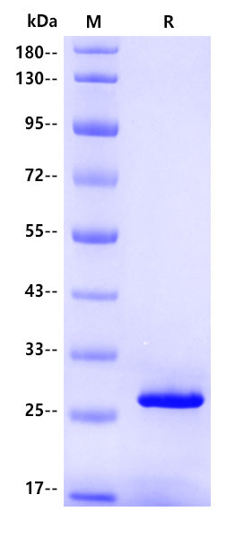 FMC63 scFv Protein, His Tag