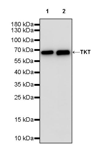 TKT Rabbit Polyclonal Antibody