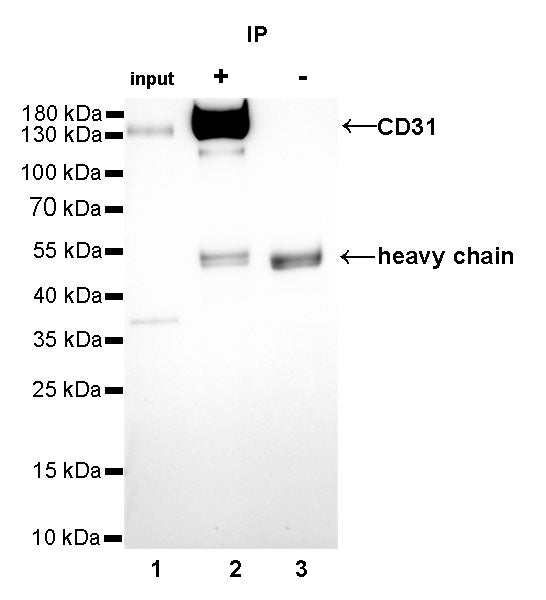 CD31 Recombinant Rabbit mAb,PBS Only (SDT-008-17)