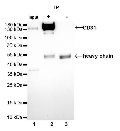 CD31 Recombinant Rabbit mAb,PBS Only (SDT-008-17)