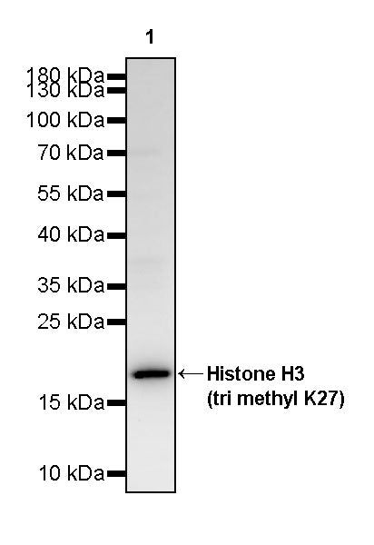 Histone H3 (tri methyl K27) Recombinant Rabbit mAb (S-4331)