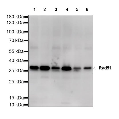 Rad51 Recombinant Rabbit mAb (S-R347)