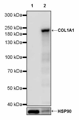 COL1A1 Recombinant Rabbit mAb (S-2975-9)