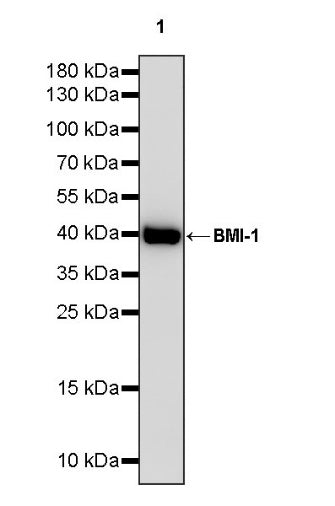 BMI-1 Recombinant Rabbit mAb (S-1075-252)