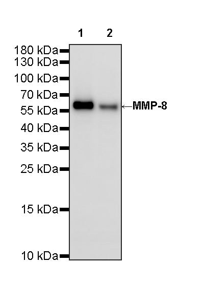 MMP-8 Recombinant Rabbit mAb (S-5674)