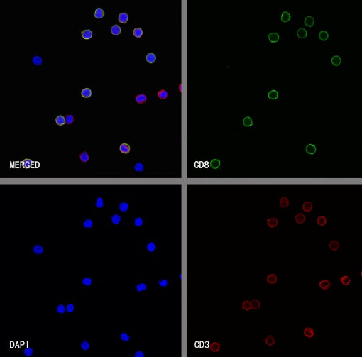 S-RMab® CD8α Mouse mAb (SDT-1036-34)