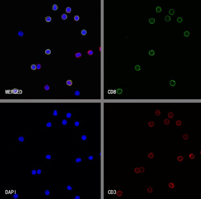 S-RMab® CD8α Mouse mAb (SDT-1036-34)