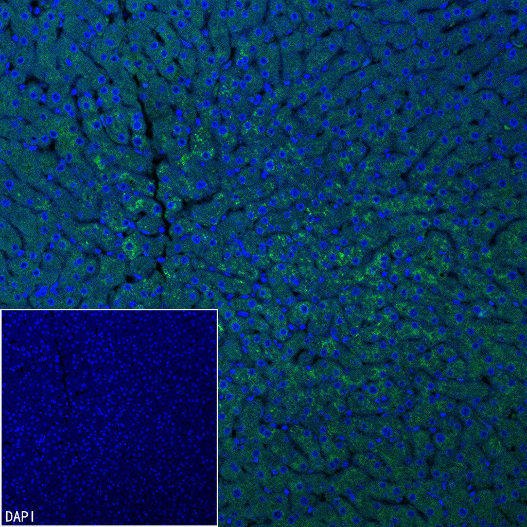 C3 Recombinant Rabbit mAb (S-5146)