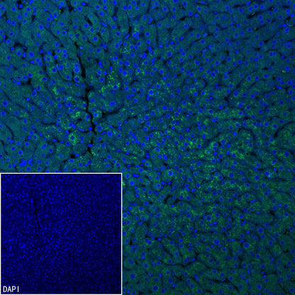 C3 Recombinant Rabbit mAb (S-5146)