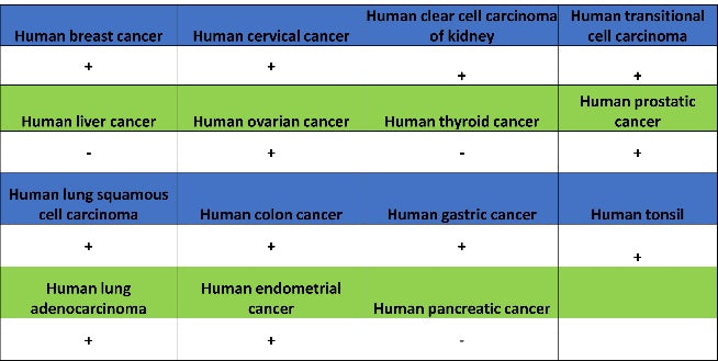 CDK1 Recombinant Rabbit mAb (S-1374-66)