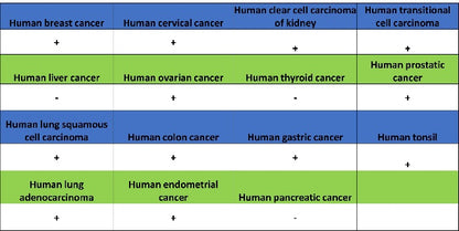 CDK1 Recombinant Rabbit mAb (S-1374-66)