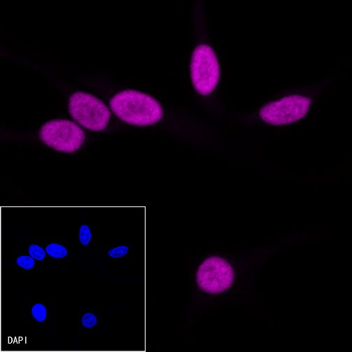 Histone H3 Recombinant Rabbit mAb (Alexa Fluor® 647 Conjugate) (S-266-44)