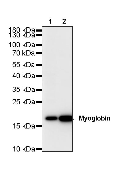 Myoglobin Recombinant Rabbit mAb (S-6197)