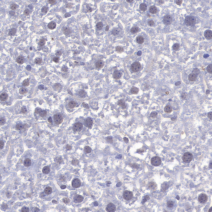 SC35 Recombinant Mouse mAb (S-5700)