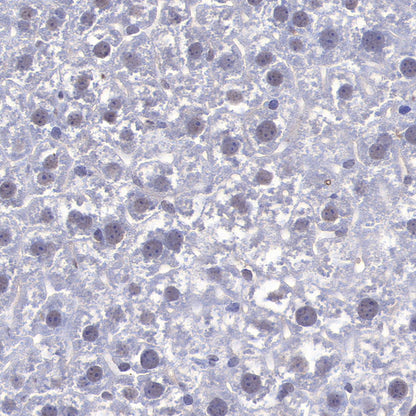SC35 Recombinant Mouse mAb (S-5700)