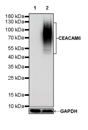 CEACAM6 Recombinant Rabbit mAb (S-720-54)