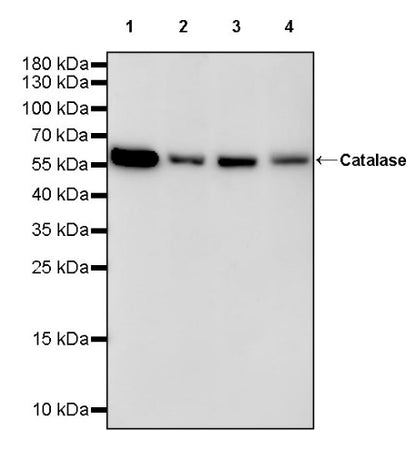 Catalase Recombinant Rabbit mAb (S-1925-3)