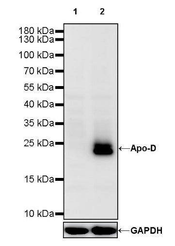 Apo-D Recombinant Rabbit mAb (S-1869-50)