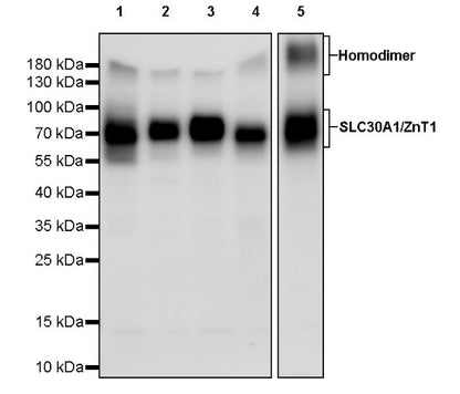 SLC30A1/ZnT1 Rabbit Polyclonal Antibody