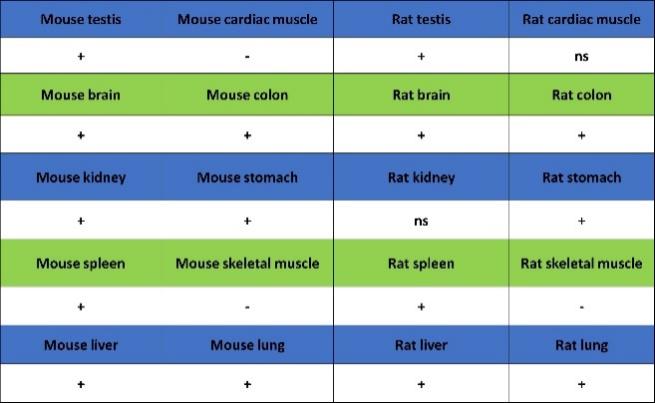 TOP2A Recombinant Rabbit mAb (S-513-107)