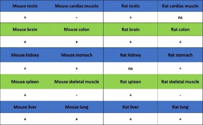 TOP2A Recombinant Rabbit mAb (S-513-107)