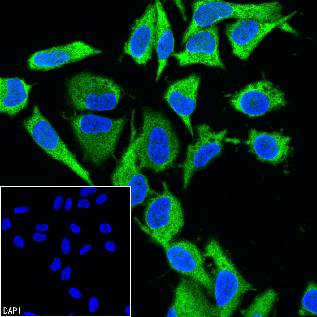 GAPDH Recombinant Rabbit mAb (Alexa Fluor® 488 Conjugate) (S-240-147)