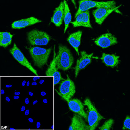GAPDH Recombinant Rabbit mAb (Alexa Fluor® 488 Conjugate) (S-240-147)