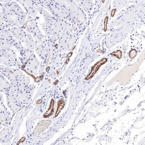 CD239 Recombinant Rabbit mAb (S-683-3)