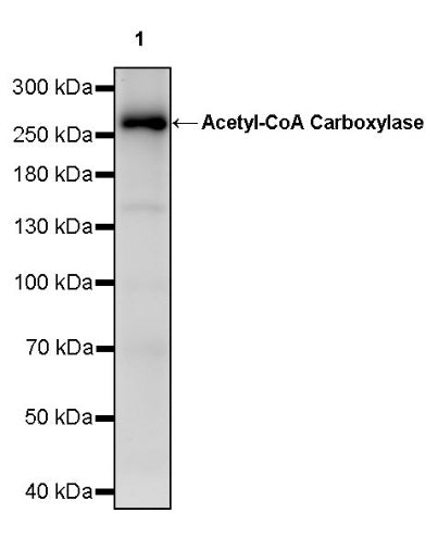 Acetyl-CoA Carboxylase Rabbit Polyclonal Antibody