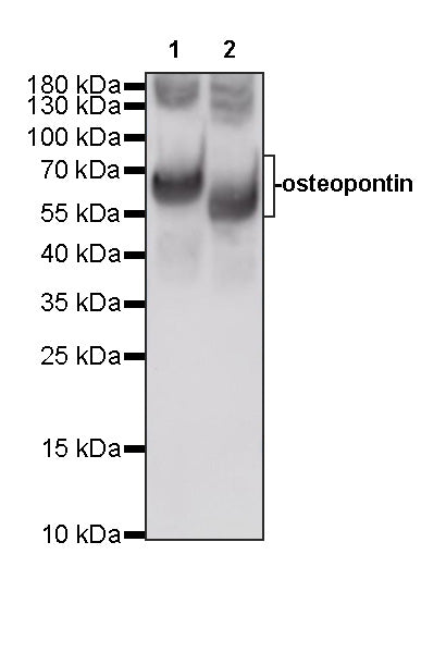 Invivo anti-Mouse/Human osteopontin (SPP1) Recombinant mAb