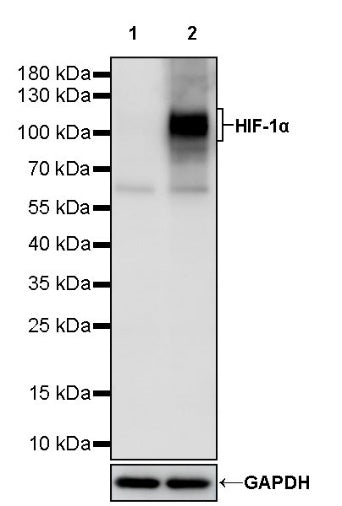 HIF-1α Recombinant Rabbit mAb (S-1857-45)