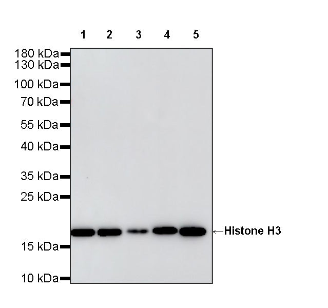 Histone H3 Recombinant Rabbit mAb (S-5672)