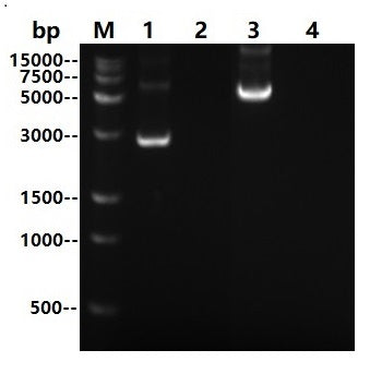 UltraNuclease