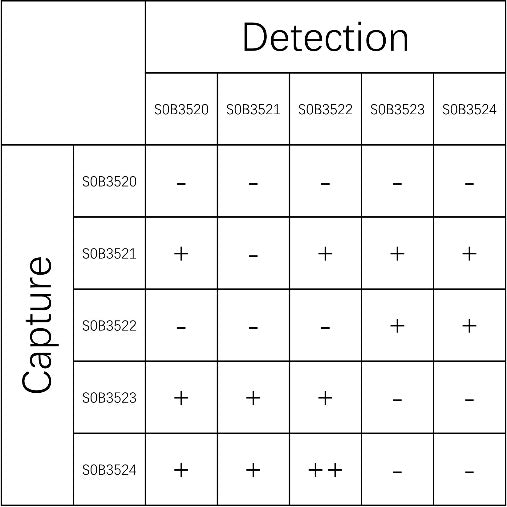UCH-L1/PGP9.5 Recombinant Rabbit mAb (SDT-1765-88)