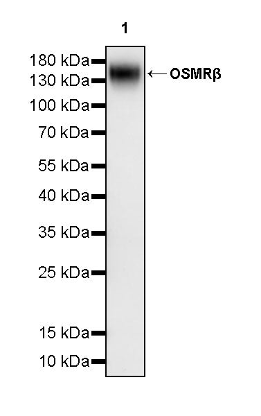 Anti-OSMRβ Monoclonal Antibody (Vixarelimab)
