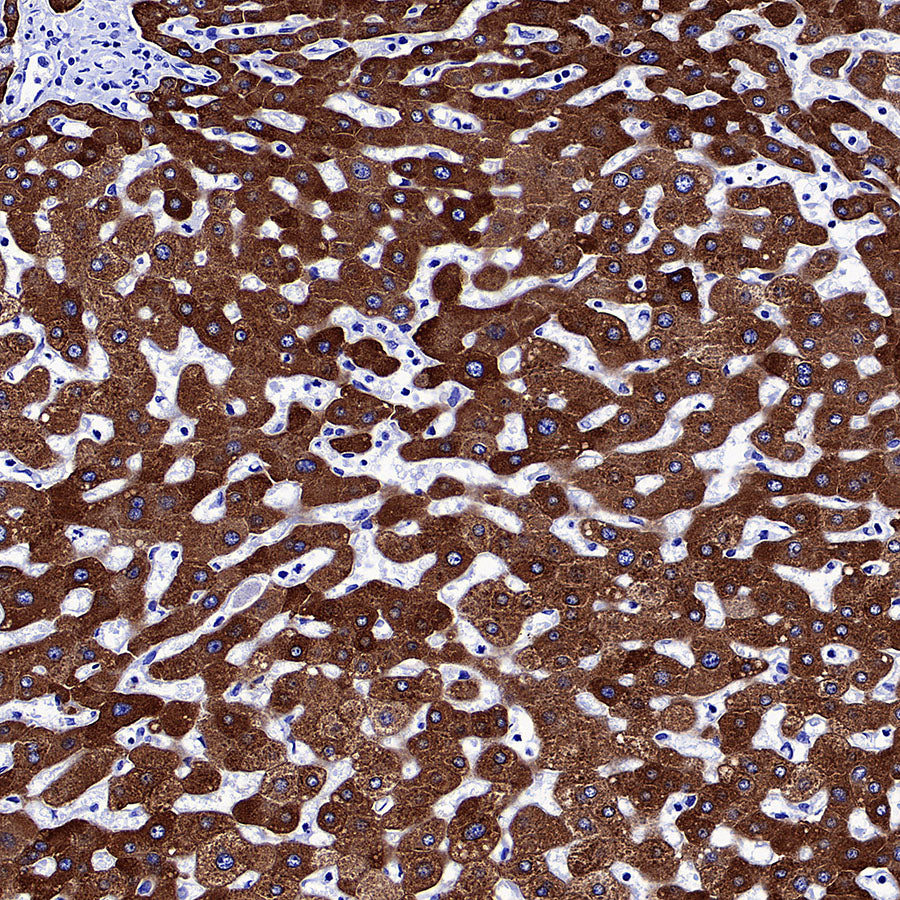 COX2 / Cyclooxygenase Recombinant Rabbit mAb (S-5952)